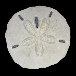 Sand dollar or sea cookie #1